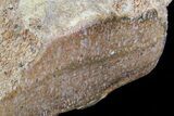 Polished Dinosaur Bone (Gembone) Section - Colorado #73034-2